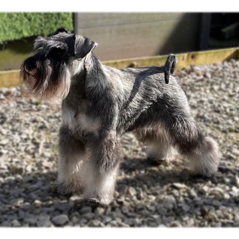 Hand-stripped schnauzer standing on gravel outdoors after its groom