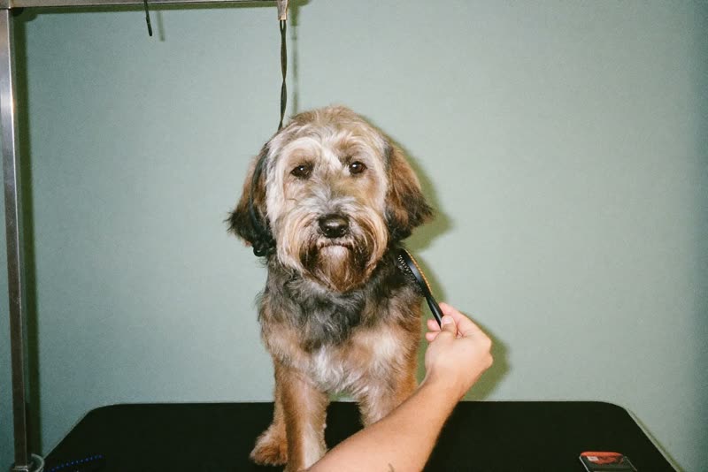 A dog being brushed out on the grooming table