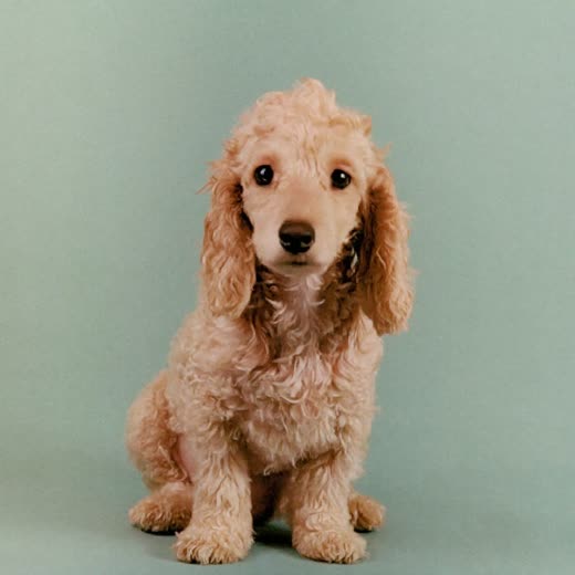 Salt-and-pepper schnauzer standing side-on after a hand-strip