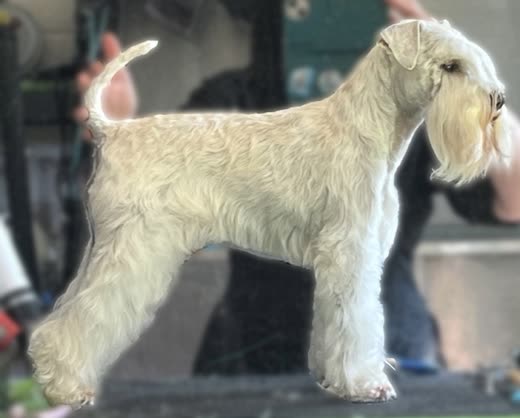 Cream wheaten terrier in a show trim on the grooming table